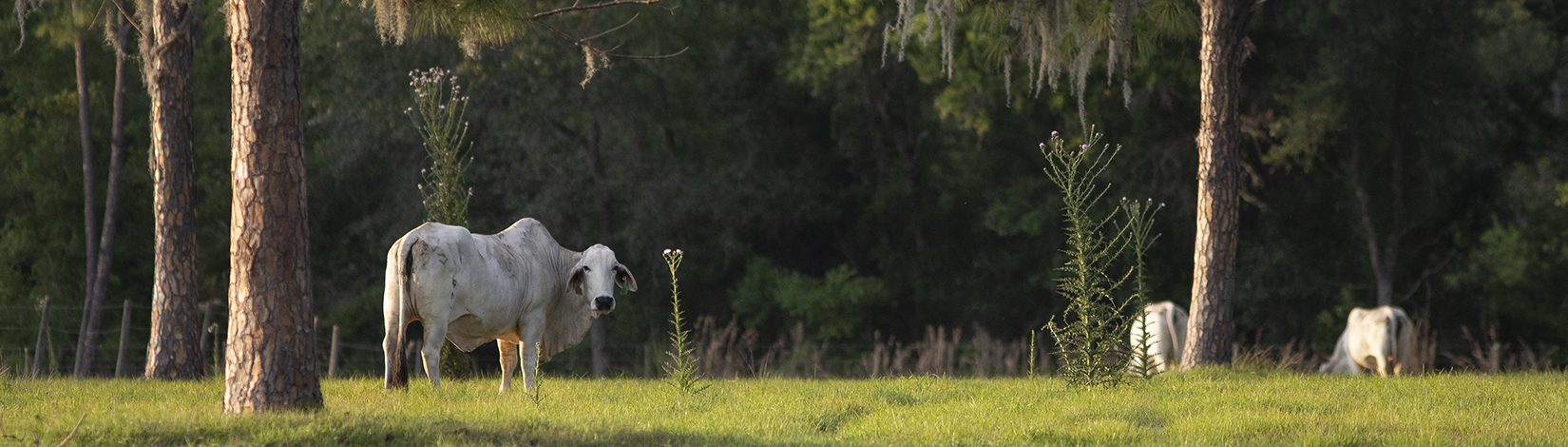 Brahman cattle in pasture at Range Cattle REC in Ona, Florida